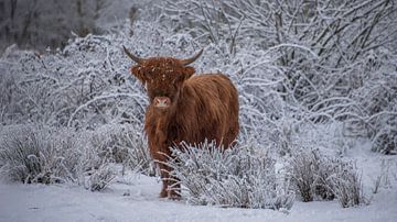 Scottish Highlander in the snow by Ans Bastiaanssen