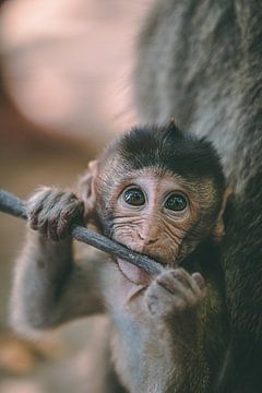 Junger und neugieriger Affe auf einer Insel in Vietnam von Ken Tempelers