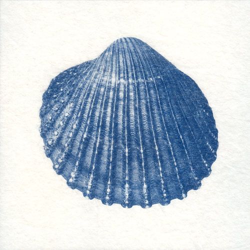 Stachelige Herzmuschel