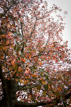 Arbre d'automne par le bas
