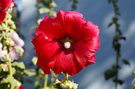 Flowering red hollyhock, Germany by Torsten Krüger thumbnail