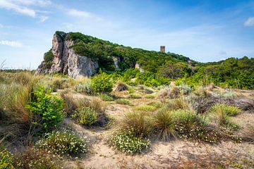 Blumen auf dem Sand des Strandes von Parco della Maremma regional von Stefano Orazzini