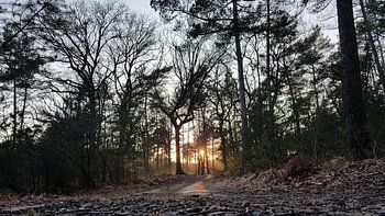 Zonsondergang in het bos.