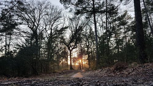 Zonsondergang in het bos.