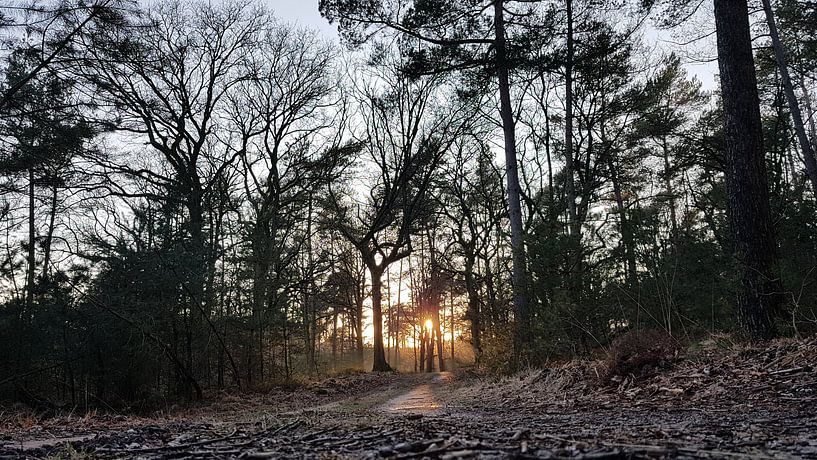 Zonsondergang in het bos. par Tienet Van Laarhoven