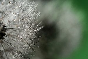 Makro Wassertropfen auf Pusteblume Löwenzahn abstrakt