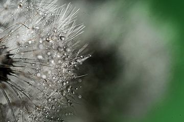 Macro water drop on dandelion dandelion abstract by Dieter Walther