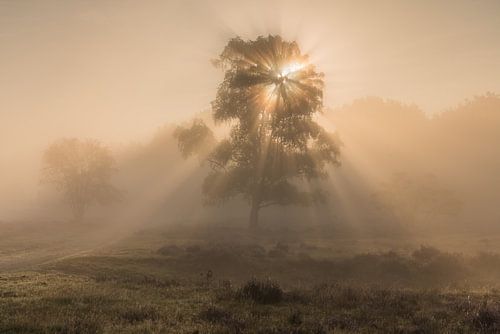 Mist rond de zonsopkomst op de Westerheide 4