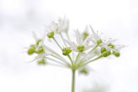 Fleur blanche