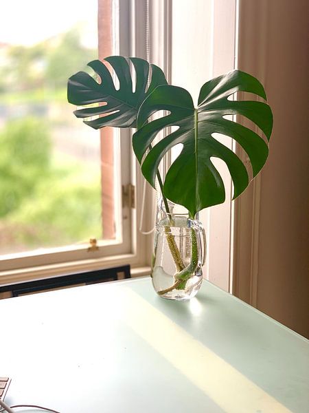 Monstera by Hello Pompoyo