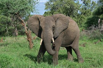 Elefant van ManSch