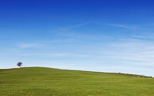 Ein Baum in der Landschaft