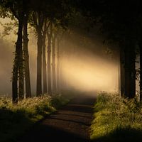 Foggy morning
