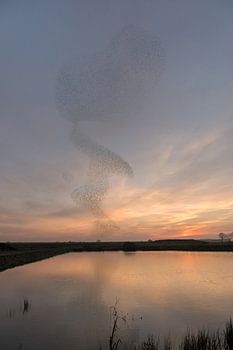Starling Fly Show