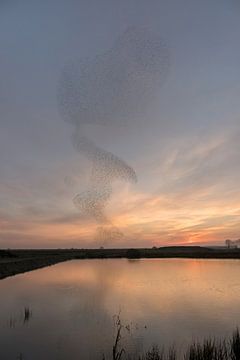 Spreeuwen geven een dansshow van Moetwil en van Dijk - Fotografie