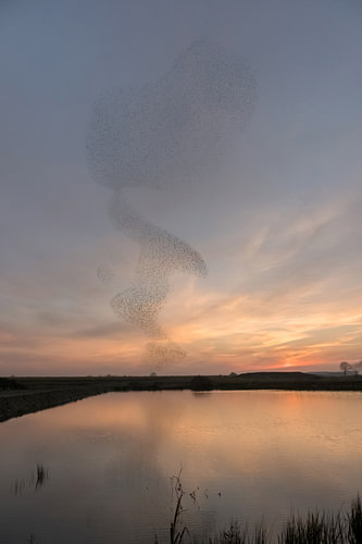 Starling fly show