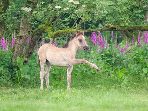 Dülmener Ponyfohlen auf einer blühenden Wiese von Katho Menden