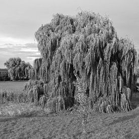 Die Stille der Trauerweide von Jose Lok