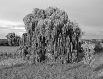 Die Stille der Trauerweide