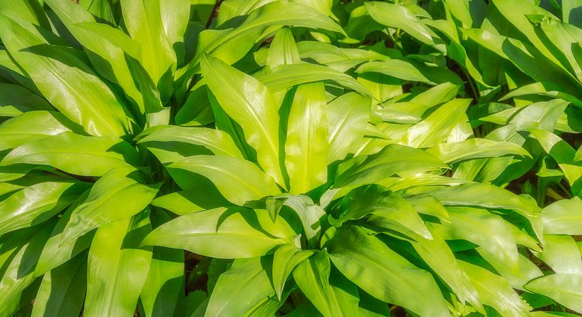 Végétation d'ail sauvage ensoleillée par Achim Prill