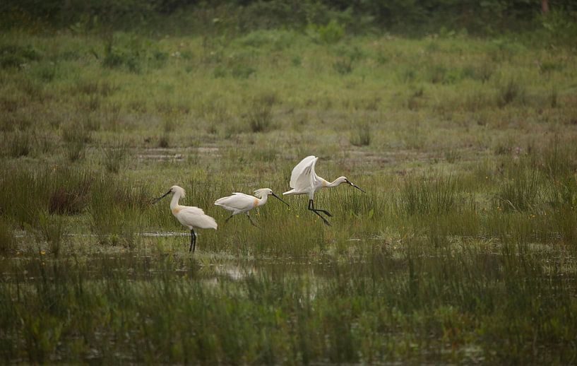 spoonbills by Frank Smedts