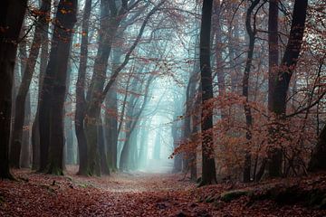 Dezembermorgen im Wald von Leuvenum von Peter Sitsen
