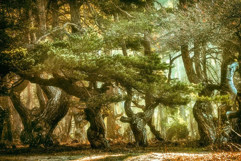 Pinatella van Lars van de Goor