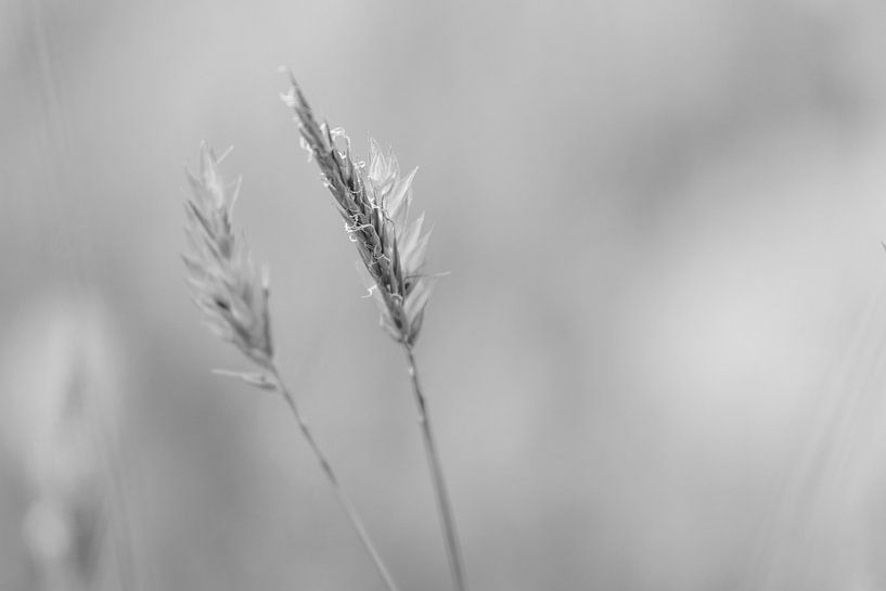 aren in de wind zwart wit van Hanneke Bantje