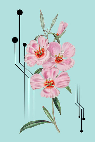 Pink godetia
