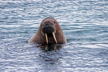 Walrus van Merijn Loch