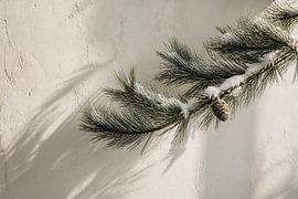 Verschneiter Kiefernzweig im Winterlicht – Minimalistisches Weihnachts-Wandbild