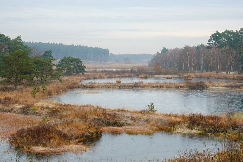 Winter at the ponds by Johan Vanbockryck