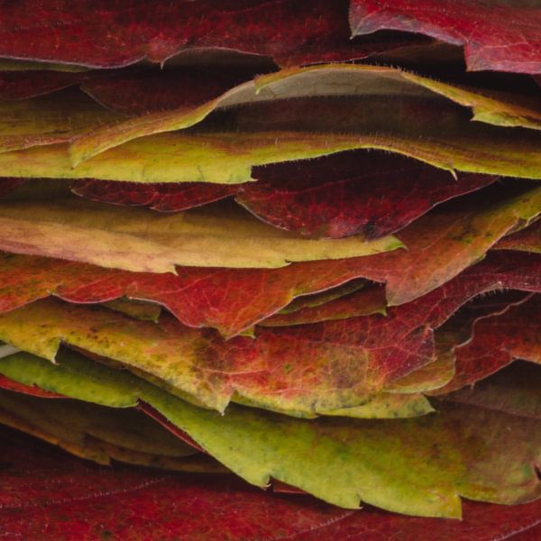 Autumn leaves by Klaartje Majoor
