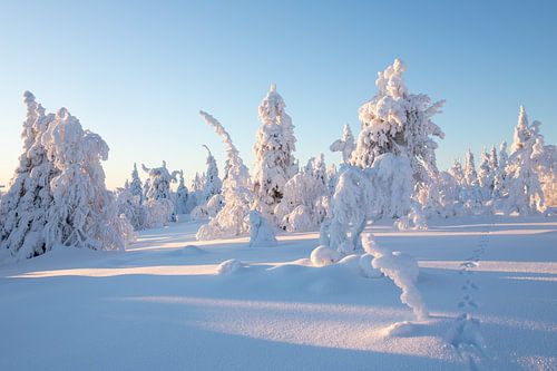 Fins Lapland
