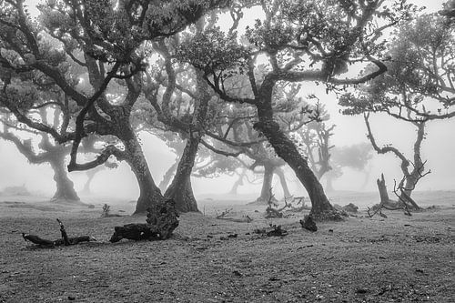 Ochtendmist in het bos van Fanal Madeira (z-w)