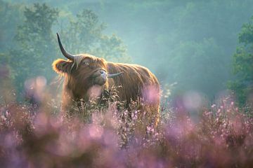 Scratchy - Schotse Hooglander in een roze wolk van Jeroen Lagerwerf
