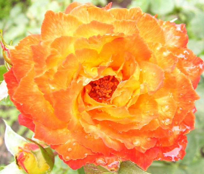 Rose fragrance by Ramon Labusch