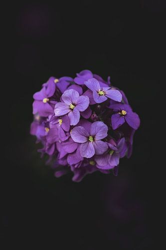 Purple flower on black background