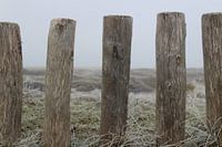 Paaltjes in Texelse duinen