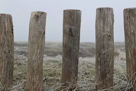 Paaltjes in Texelse duinen von Kevin Ruhe