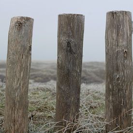 Paaltjes in Texelse duinen sur Kevin Ruhe