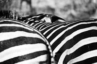 Vogel en zebrastrepen, zwart en wit