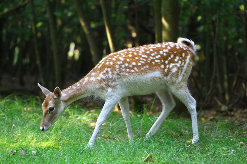 Hert in de Amsterdamse Waterleidingduinen van Ab Donker