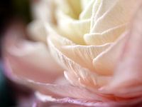 Rosenblüte