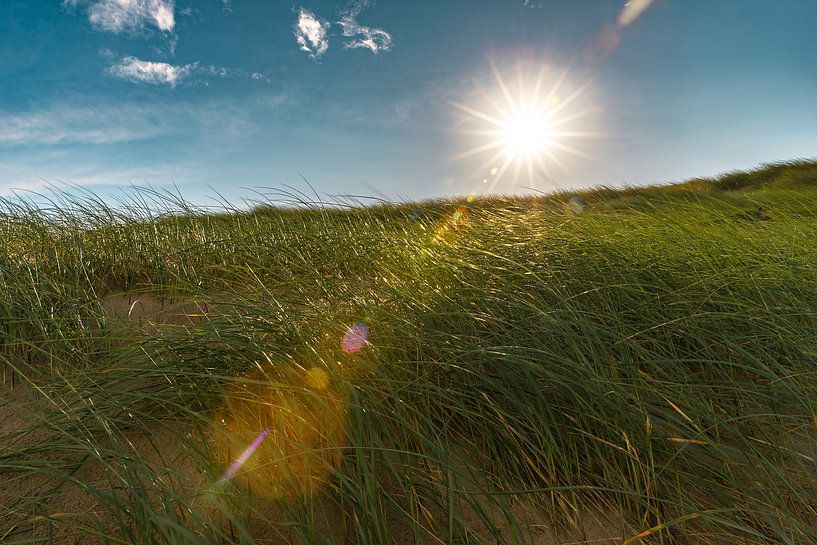 Les dunes de Noordwijk au soleil par Yanuschka | Fotografie Noordwijk