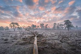 Arbre mort au lever du soleil | Couleurs pastel dans la nature sur Marijn Alons