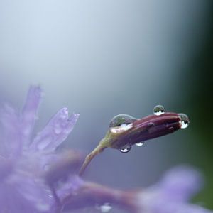 After the rain sur Rudy De Maeyer