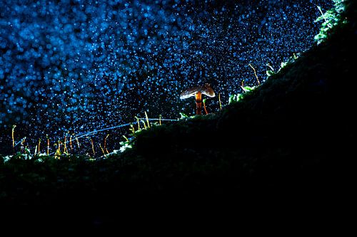 Kleine paddestoel in mysterieus bos met regen