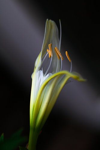 Ismene (Spiderlily) Spinlelie van Lily Ploeg