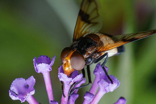 Insect on flower